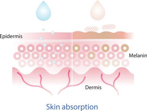 Water skin absorption