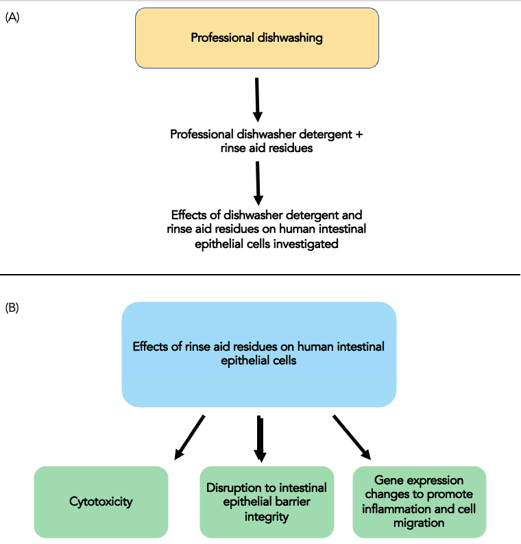 Rinse Aid Effects