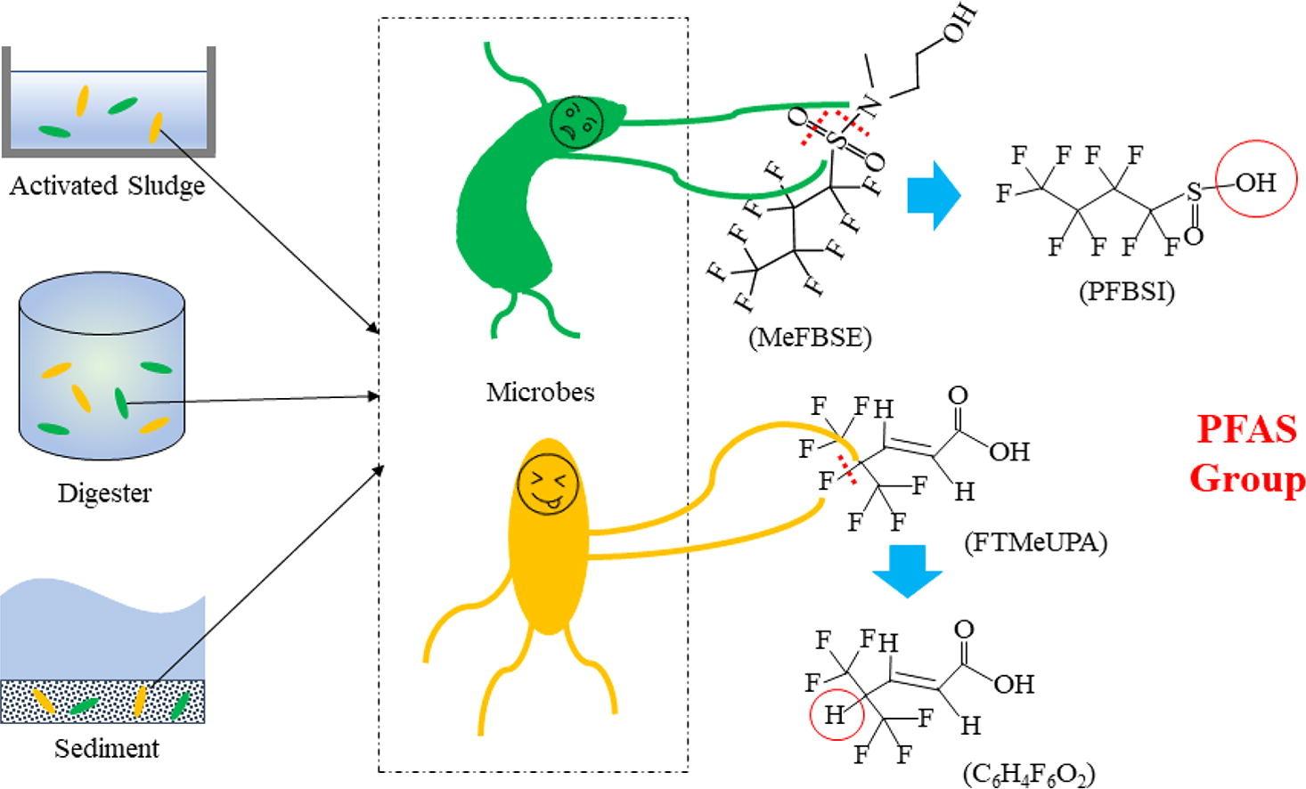 Degradation of PFAS by microbes