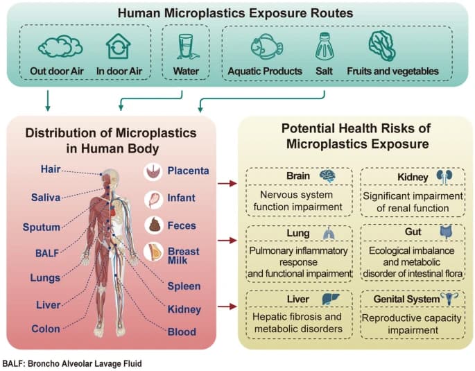 human microplastics exposure routes